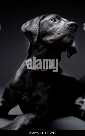 Ritratto di un laboratorio di nero su sfondo nero. Foto Stock