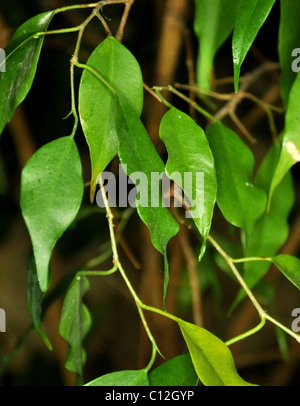 Il verde delle foglie di una pianta di fig/albero su di uno sfondo scuro, flash anulare illuminato 0102 Foto Stock