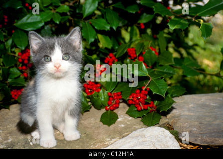 Carino il grigio e il bianco gattino seduto su una parete rocciosa circondata con bacche rosse della American holly bush Foto Stock