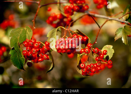 Red biancospino (Crataegus mollis) bacche close up Foto Stock