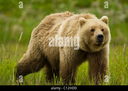 Orso grizzly passeggiate attraverso un prato erboso in Il Parco Nazionale del Lago Clark, Alaska. Foto Stock