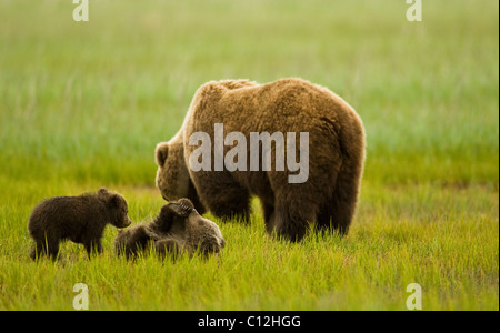 Una madre orso grizzly mentre sfiora i suoi due cuccioli combattiamo allegramente in un prato costiere. Foto Stock