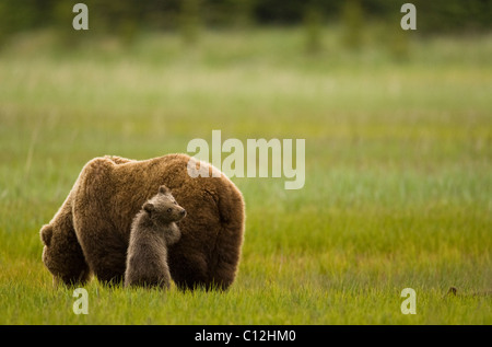 Un orso bruno cub si appoggia sulla sua madre per la sicurezza in un Alaskan prato costiere. Foto Stock