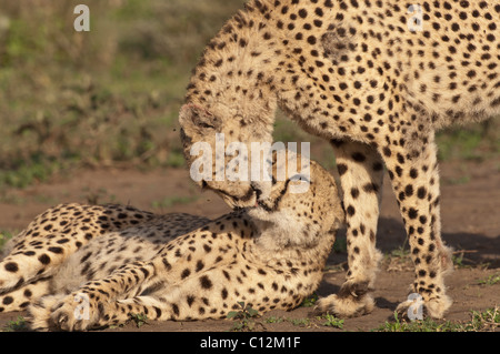 Foto di stock di due fratelli ghepardo toelettatura vicenda. Foto Stock