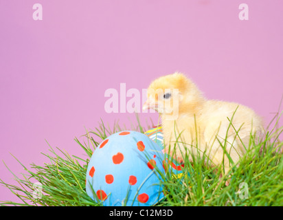Tiny dorata pulcino di Pasqua in erba con colorate uova di pasqua, con spazio di copia Foto Stock