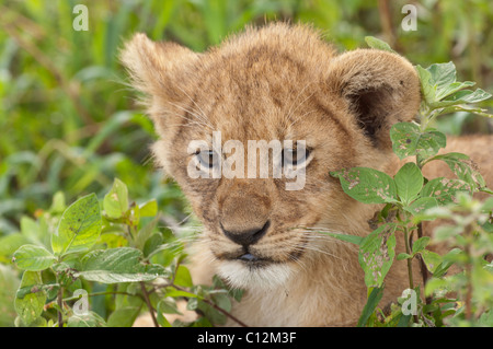 Stock photo closeup ritratto di un Lion cub appoggiata nella verde vegetazione. Foto Stock