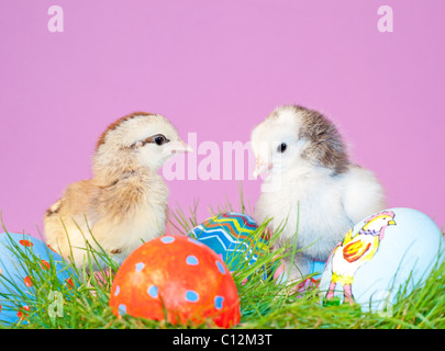 Due piccoli pulcini di pasqua in erba con dipinti a mano le uova di Pasqua Foto Stock