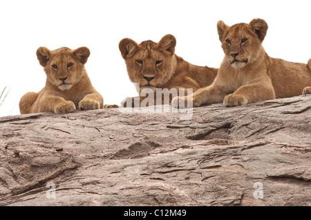 Foto di stock di tre cuccioli di leone in appoggio su un kopje, Serengeti National Park, Tanzania Foto Stock