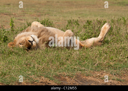 Foto di stock di un maschio di leone in rotolamento sulla sua schiena. Foto Stock
