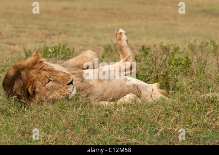 Foto di stock di un maschio di leone in rotolamento sulla sua schiena. Foto Stock