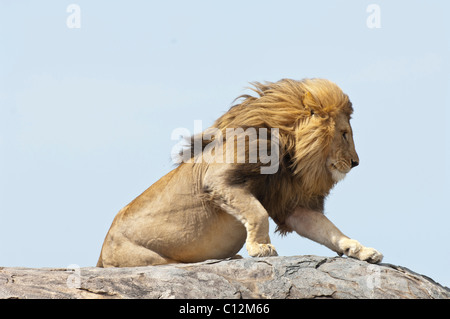 Foto di stock di un grande maschio lion permanente sulla sommità di un kopje, Serengeti National Park Foto Stock