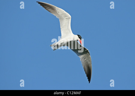 Caspian Tern in volo, San Diego, California Foto Stock