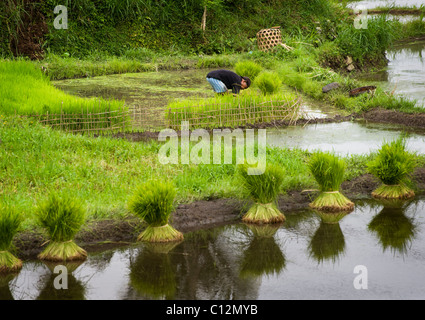 Nella bellissima valle sideman, Bali, vicino Iseh, le terrazze di riso sono inondati per la piantagione di un nuovo raccolto di riso. Foto Stock