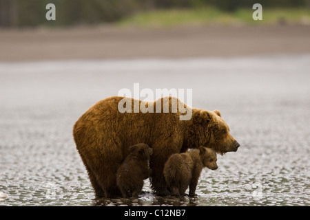 Un orso bruno madre insegna cubs a scavare per cannolicchi con la bassa marea sulla spiaggia. Foto Stock