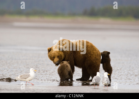 Orso bruno madre e lupetti scavare per cannolicchi sulla spiaggia. Foto Stock