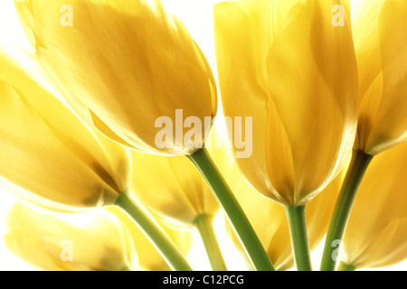 Tulipani gialli isolati su sfondo bianco Foto Stock