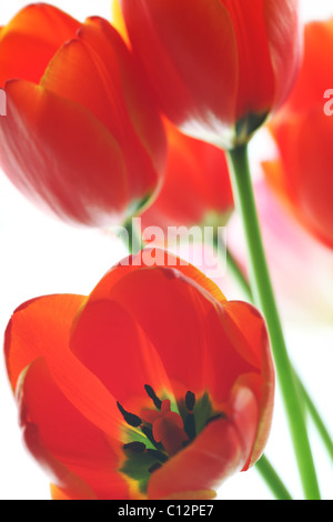 Primo piano di tulipani rossi su sfondo bianco Foto Stock