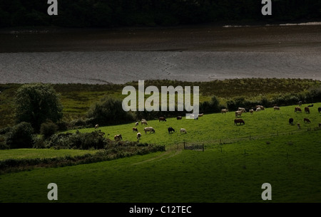 Le mucche pascolano dal fiume Bandon nella contea di Cork, Irlanda Foto Stock