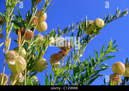 Aprire le capsule di semi di palloncino milkweed plant,( gomphocarpus physocarpus). Foto Stock