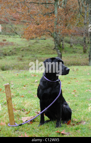 Il labrador nero sul peg Foto Stock