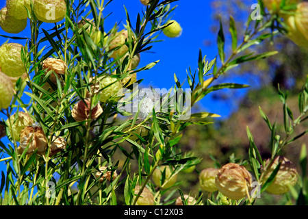 Aprire le capsule di semi di palloncino milkweed plant,( gomphocarpus physocarpus). Foto Stock