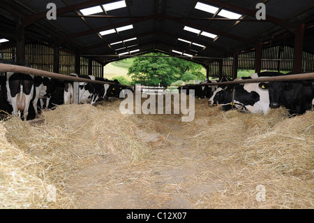 Vacche da latte mangiare fieno dopo essere munte Foto Stock