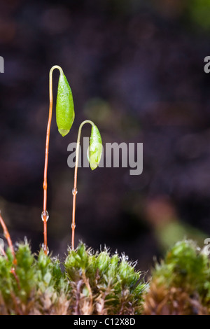 Bryum capilliare, un cuscino comune la formazione di MOSS si trovano spesso in crescita su pareti e rocce. Qui mostrato in primavera. Foto Stock