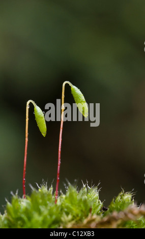 Bryum capilliare, un cuscino comune la formazione di MOSS si trovano spesso in crescita su pareti e rocce. Qui mostrato in primavera. Foto Stock