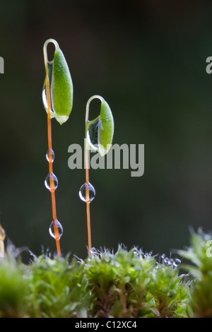 Bryum capilliare, un cuscino comune la formazione di MOSS si trovano spesso in crescita su pareti e rocce. Qui mostrato in primavera. Foto Stock