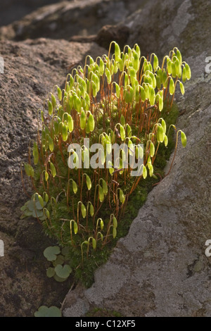 Bryum capilliare, un cuscino comune la formazione di MOSS si trovano spesso in crescita su pareti e rocce. Qui mostrato in primavera. Foto Stock