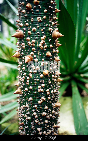 La spinosa tronco di una Ceiba Speciosa (Ravenna) Malvaceae meglio conosciuta come la seta Floss albero a Palmengarten in Frankfurt am Main. Foto Stock