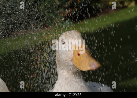 Duck avente una vasca sotto un tubo flessibile Foto Stock