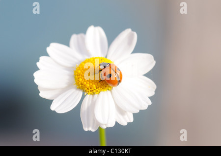 Ladybird su una margherita Foto Stock