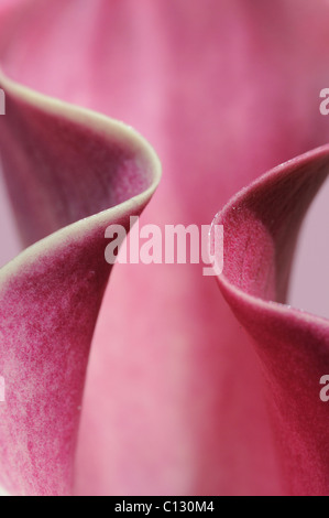 Calla Lily flower close up Foto Stock