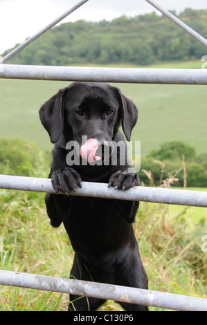 Il labrador nero in piedi fino a cinque bar porta Foto Stock