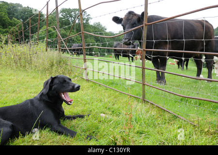 Mucca guardando un labrador attraverso la recinzione Foto Stock