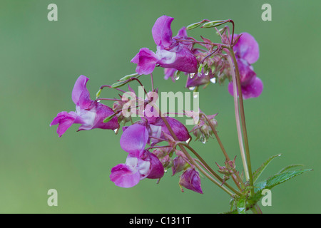 Balsamo himalayana, (Impatiens glandulifera), fiori con gocce d'acqua, Bassa Sassonia, Germania Foto Stock