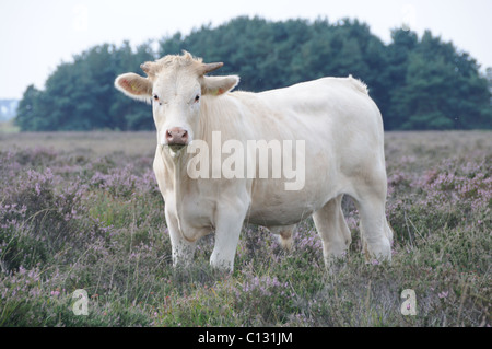 Cow nella nuova foresta heather Foto Stock