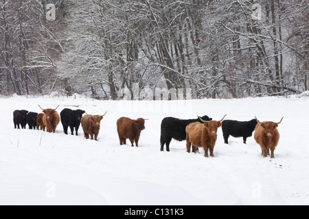 Allevamento di Highland e il Black Angus bovini, permanente sulla neve campo coperto in inverno Foto Stock