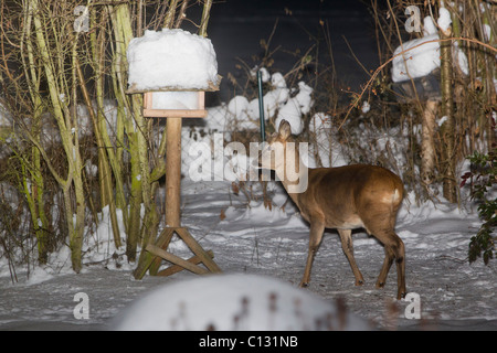 Il capriolo (Capreolus capreolus), in giardino di notte alla ricerca di cibo in inverno Foto Stock