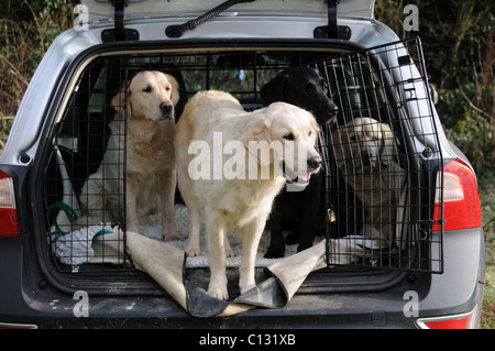 Cani in auto Foto Stock