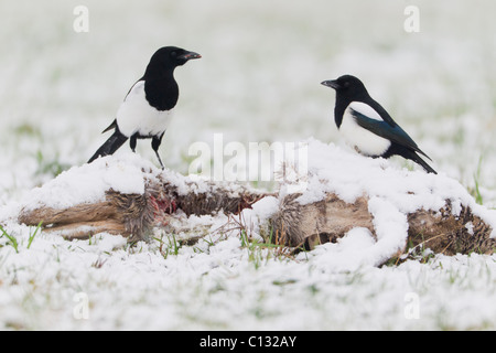 Comune (gazze Pica pica), alimentazione sulla carcassa di cervo in inverno Foto Stock