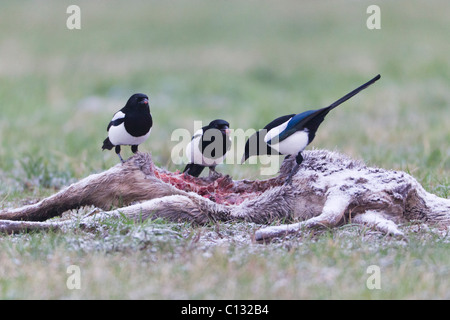 Comune (gazze Pica pica), alimentazione sulla carcassa di cervo in inverno Foto Stock