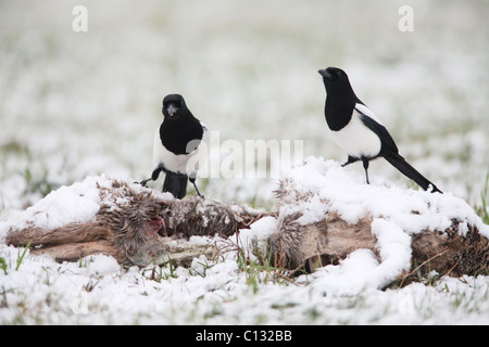 Comune (gazze Pica pica), alimentazione sulla carcassa di cervo in inverno Foto Stock