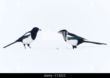 Gazza comune (Pica pica), coppia sulla coperta di neve campo, inverno Foto Stock
