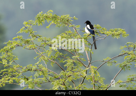 Gazza (Pica pica), arroccato in Robinia tree, Germania Foto Stock