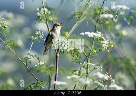 Marsh trillo (Acrocephalus palustris) cantare dalla fioritura la cicuta impianto, Germania Foto Stock