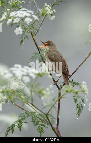 Marsh trillo (Acrocephalus palustris) cantare dalla fioritura la cicuta impianto, Germania Foto Stock