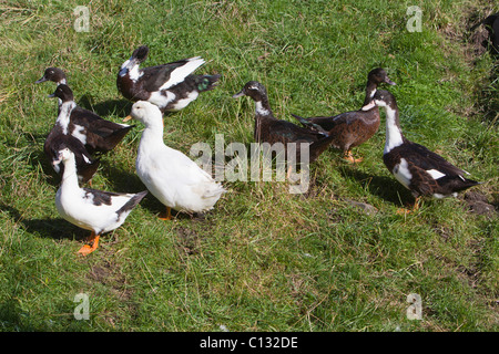 Anatra muta, con uno Aylesbury anatra sul campo, Northumberland, Inghilterra Foto Stock