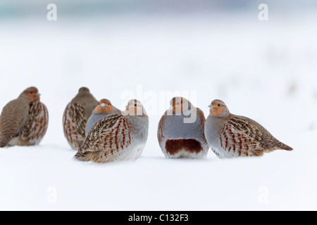 La Starna (Perdix perdix), covey poggiante sulla neve campo coperto in inverno Foto Stock